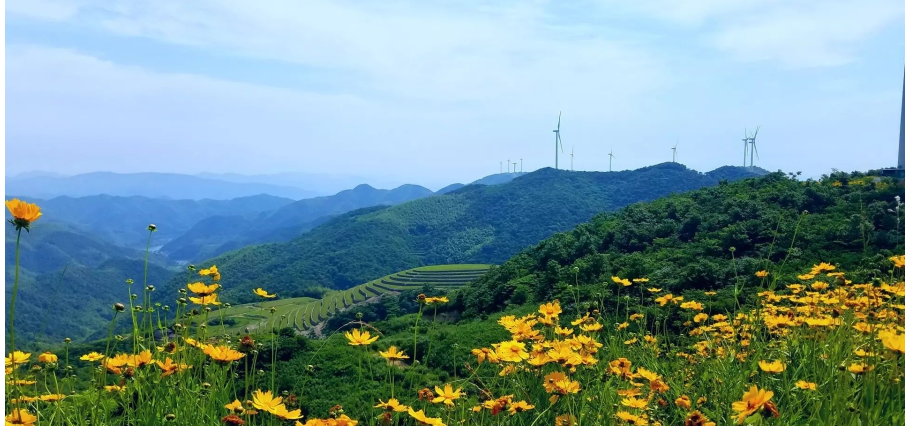 寧波一條風(fēng)電工程道路 變身“最美鮮花風(fēng)車公路”