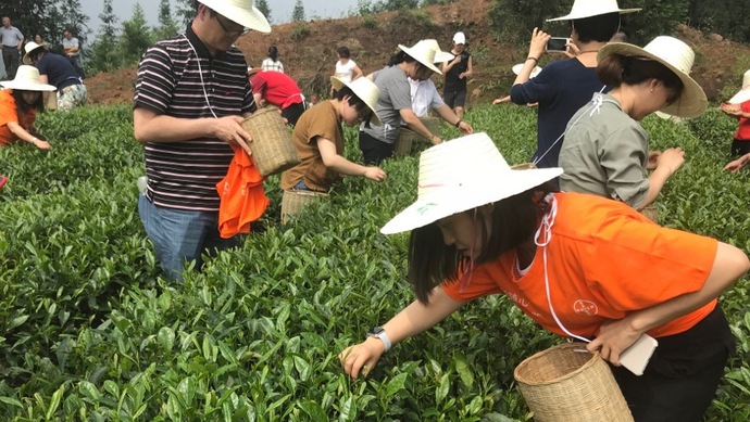 這片北緯30°的優(yōu)質(zhì)茶園，探索了產(chǎn)業(yè)扶貧擁抱“互聯(lián)網(wǎng)+“新路